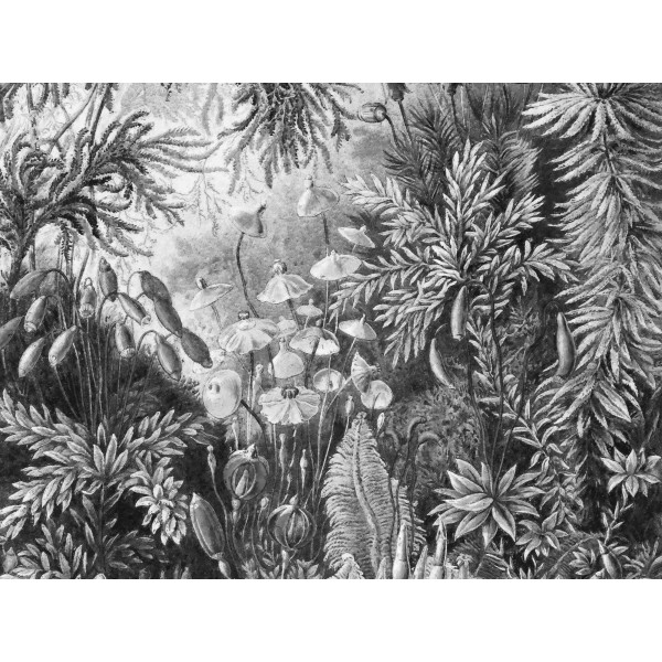 Wall Art Orginals Fairytale B&W 400x300cm Wall Art Orginals Fairytale B&W 400x300cm