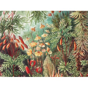Wall Art Orginals Fairytale Vivid 500x300cm