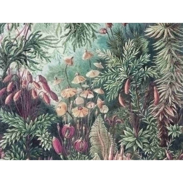 Wall Art Orginals Fairytale 400x300cm Wall Art Orginals Fairytale 400x300cm