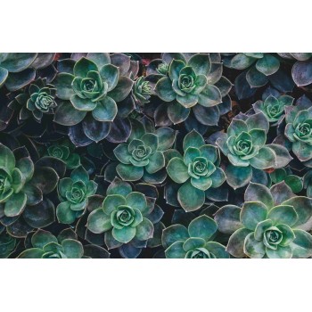 Wall Art Orginals Garden Rosette 454x300cm