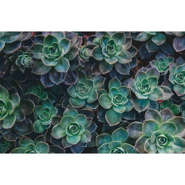 Wall Art Orginals Garden Rosette 454x300cm Wall Art Orginals Garden Rosette 454x300cm