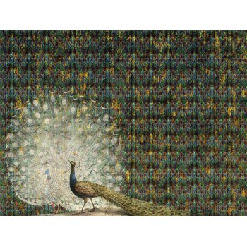 Wall Art Orginals Peacock 400x300cm