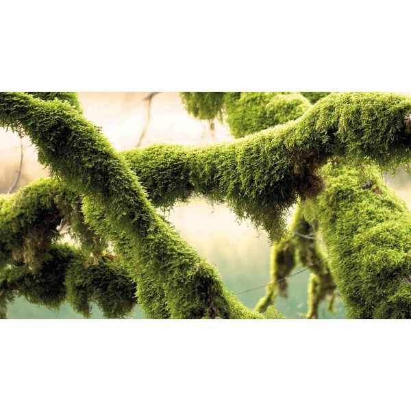 Wall Art Orginals W Krainie Mchu 542x300cm Wall Art Orginals W Krainie Mchu 542x300cm